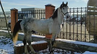 Чечня рынок Лошадей в Урус-мартан. 27.12.20г