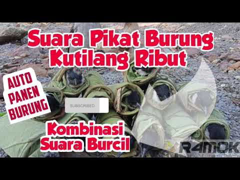 Suara Pikat Kutilang Ribut!!! Kombinasi Burcil , Cocok Untuk yang sering ke hutan / kebon!!