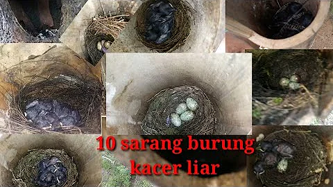 10 sarang burung kacer liar