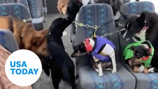 Dogs wait for the bus in Alaska to be walked | USA TODAY