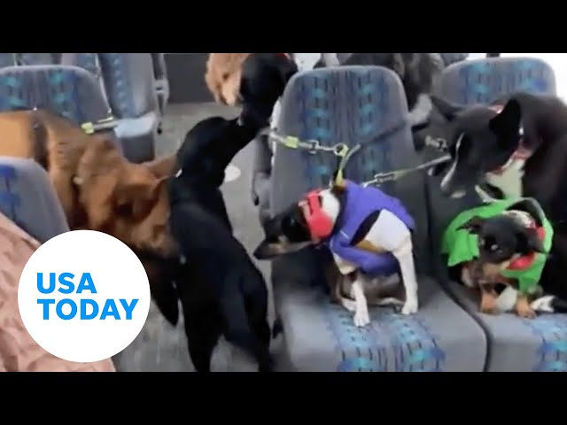 Dogs wait for the bus in Alaska to be walked | USA TODAY class=