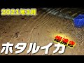 【ホタルイカの身投げ2021】富山湾の神秘が爆沸きしていたw