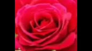 beautiful Doaa 27 ramadan 1437 Sheikh Hani Ar Rifai