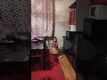 балабакша аны