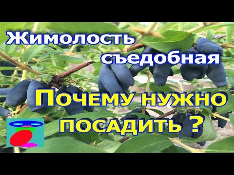 Жимолость съедобная посадка и уход.