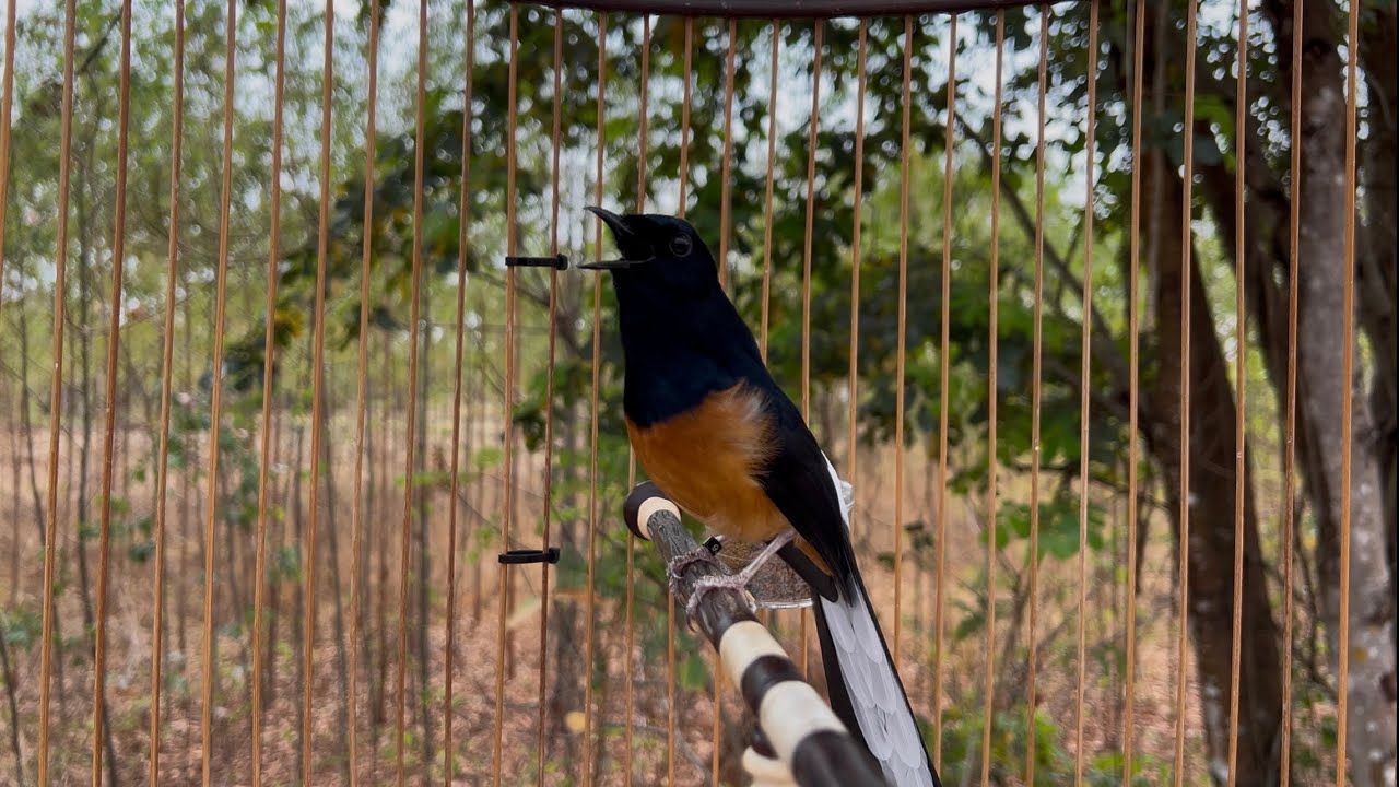 นกกางเขนดงอายุ 3 ปี #นกกางเขนดง #นกบินหลาดง 