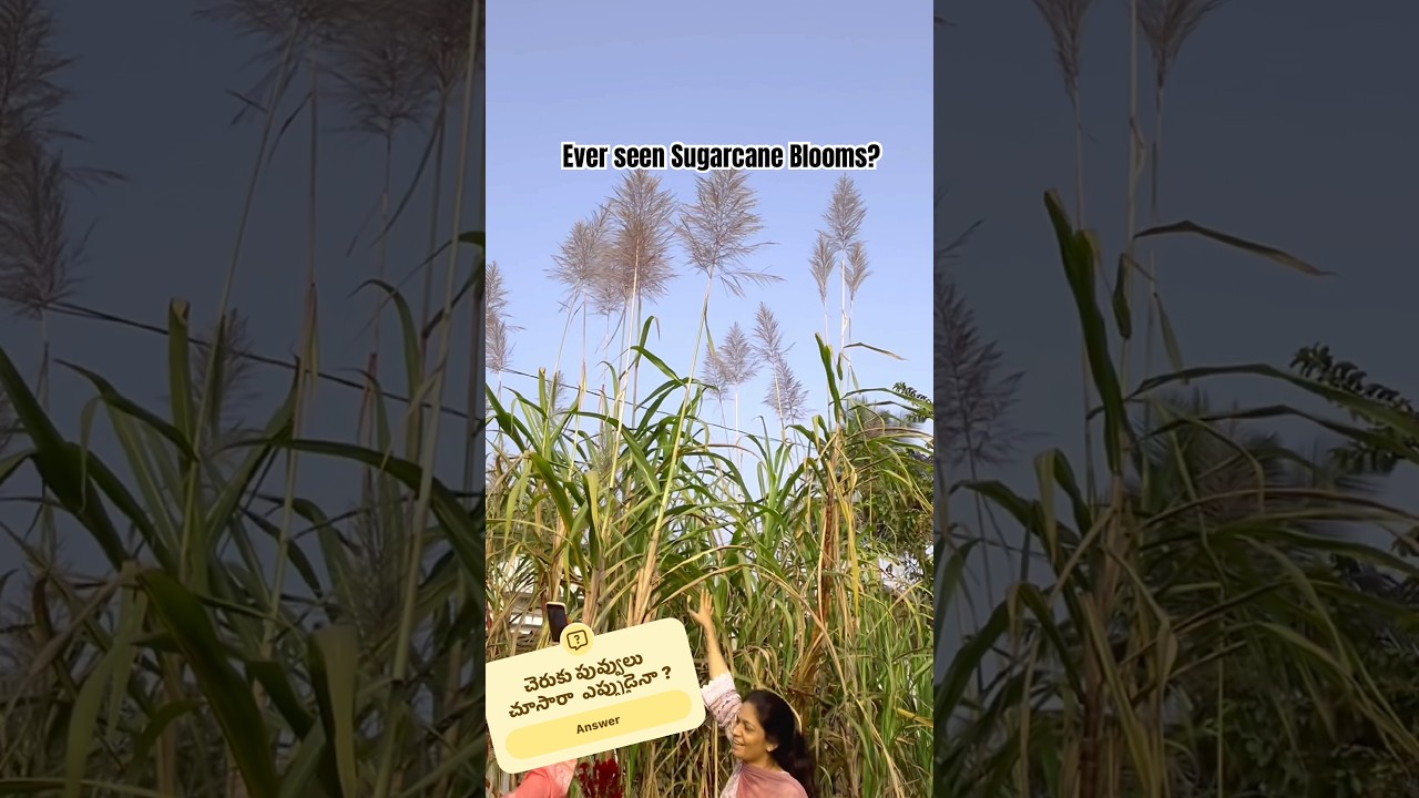 చెరుకు పువ్వులు చూశారా ఎప్పుడైనా??