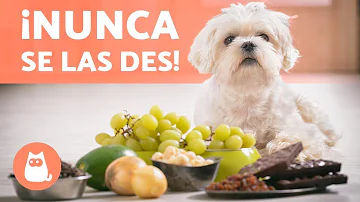 ¿Qué frutas y verduras son venenosas para los perros?