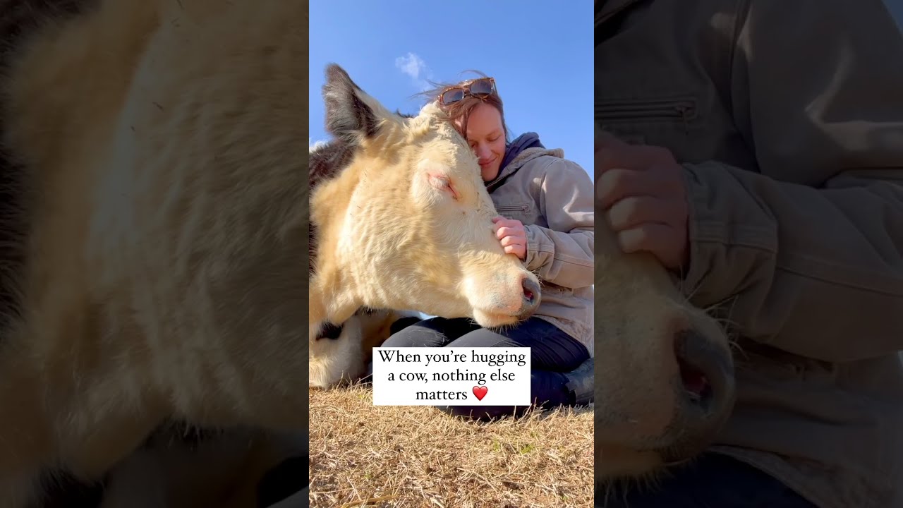 When You Hug A Cow 