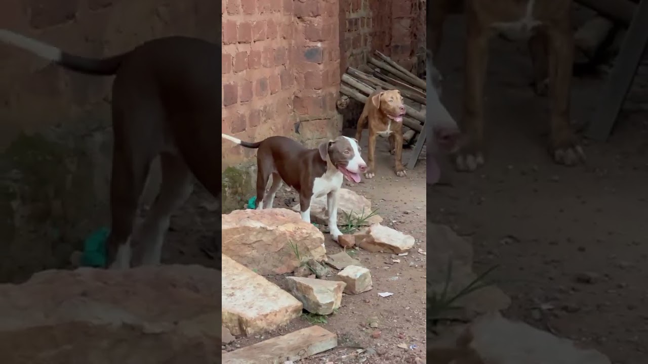 3-6 months Male Purebred American Pit Bull Terrier