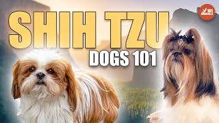 Shih Tzu Dogs 101 - Majestic Mini Mascots by Animals101 461 views 11 months ago 2 minutes, 14 seconds