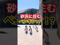砂浜を歩く可愛いペンギンの群れ!ケープペンギンの秘密