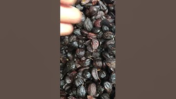 Cách dùng hạt dổi ngon