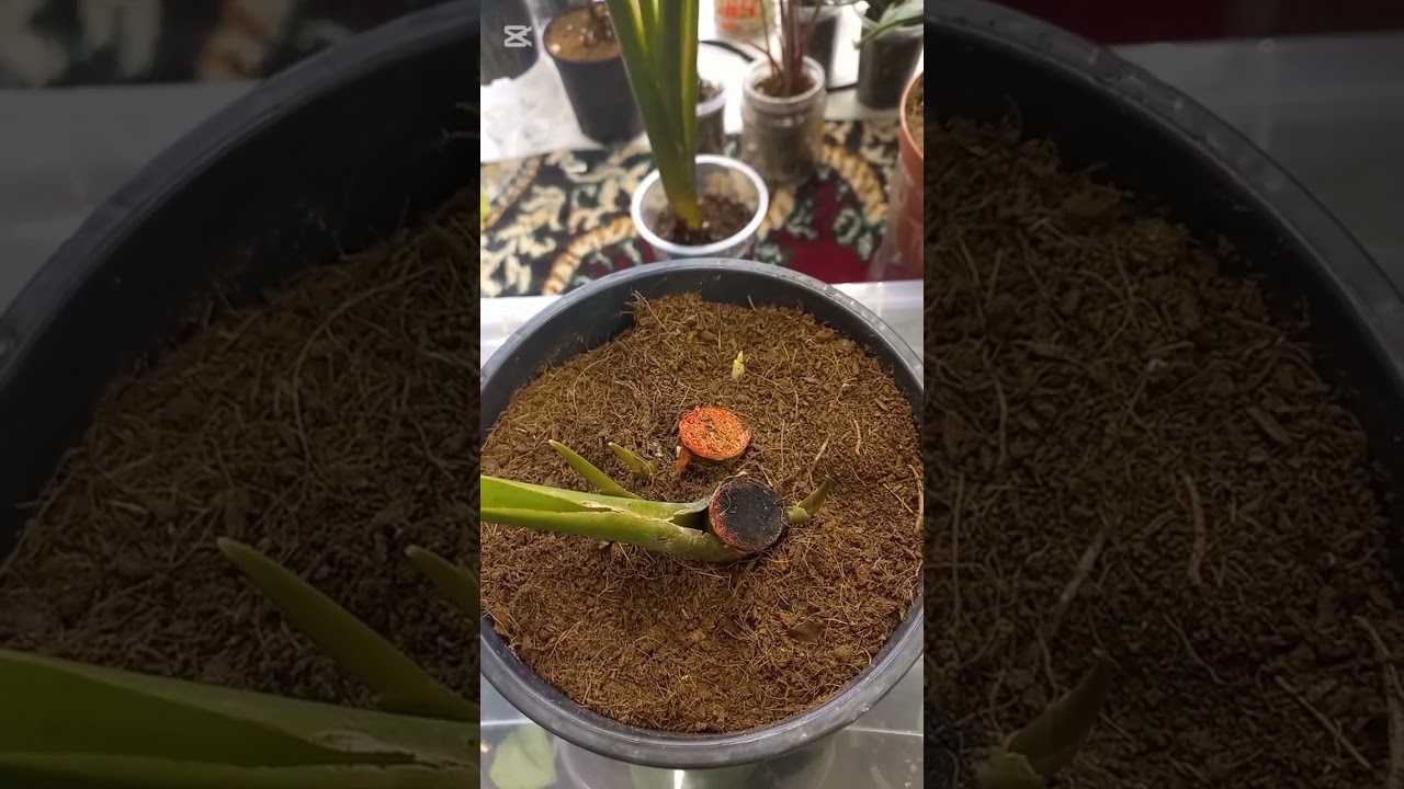 Аглонема Страйпс ва Фредмин сортларини купайтирганим натижаси.