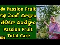 Passion Fruit మొక్క పెంచడం ఎంత తేలికో చూడండి | Passion Fruit Total Care | Fertiliser | TTH