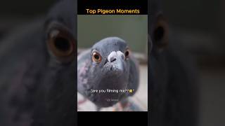 Top pigeon moments