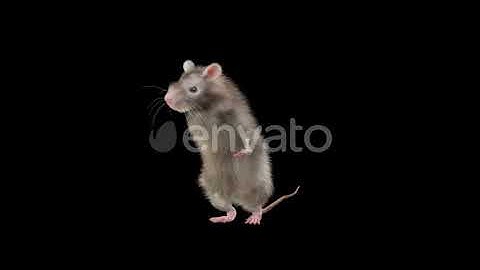 Rat Dancing | Motion Graphics - Envato elements