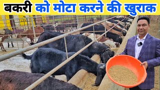 बकरी को मोटा करने का रामबाण खुराक | Bakri ka dana kaise taiyar karen | Goat farming
