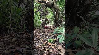 venture 18 ride #rc #rctruck #18scale #hilux #venture18 #flux