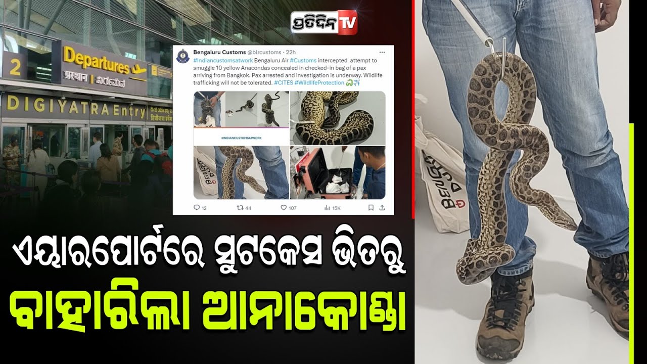 ବ୍ୟାଗ୍ ରେ ଲୁଚାଇ ନେଉଥିଲେ ୧୦ଟି ଆନାକୋଣ୍ଡା10 anacondas rescued from man flying from Bangkok to Bengaluru