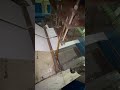 create product nilong #tuinhua