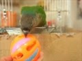 ウロコインコうらん　BIGリンリンボールで遊ぶ