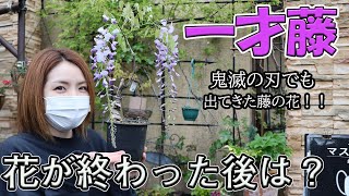How to grow and care for wisteria flowers, and what to do