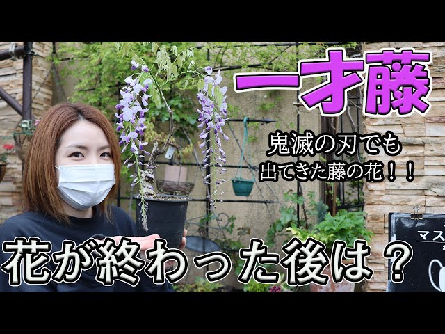 How to grow and care for wisteria flowers, and what to do