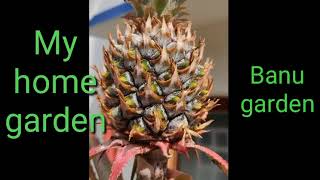 My Home Garden Tour//maadi Thottam Banu Garden My Home Garden Tour//maadi Thottam Banu Garden