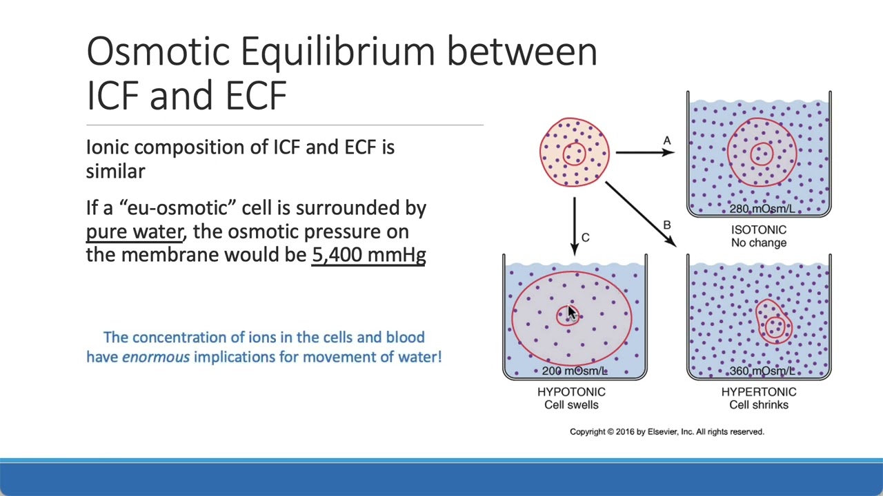 Fluid movement refresher