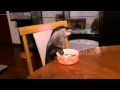 Pet otter eats at table  well behaved otter