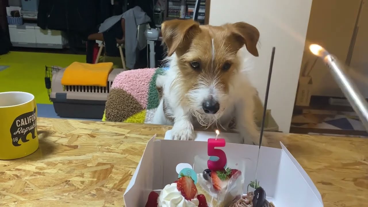 チョコちゃん様♥️ジャックラッセルテリア  日本昔ばなしオブジェ♡ チョコちゃん様♥️ジャックラッセルテリア 日本昔ばなしオブジェ♡