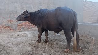 watch piure nili Buffalo baredar for sale 11-5-2024 in Punjab Pakistan on YouTube