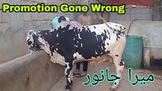 My baby cow transformed into a big bull.Is this cow cheap or expensive
