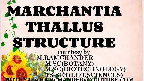 Marchantia thallus external al and internal structure
