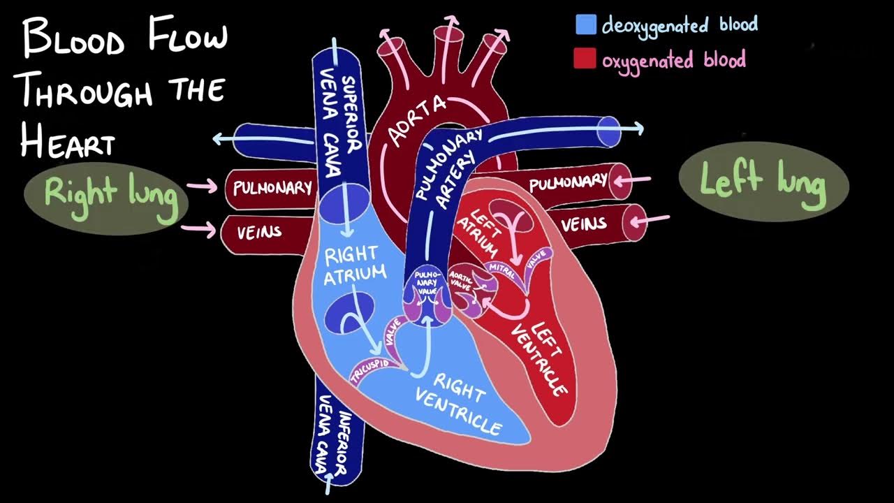 Blood Flow Through the Heart YouTube