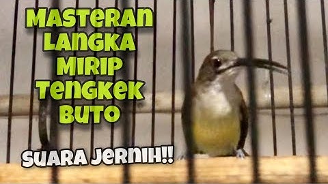 Masteran Paling Dicari‼️Pijantung Pisang Mbeset Durasi Panjang Rasa Tengkek Buto Suara Jernih