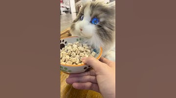 metaCat | a lifelike robot cat with dynamic eyes.