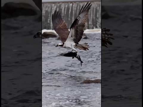 Osprey takes off with a massive fish 🐟 !!! Copyrighted 🎥 on Canon R1+ RF 100-500 #wildlife