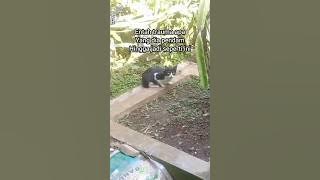 Kucing Trauma Dia Kelaparan Hanya Terdiam Ketakutan Memakan Sampah di Atas Tanah #shorts