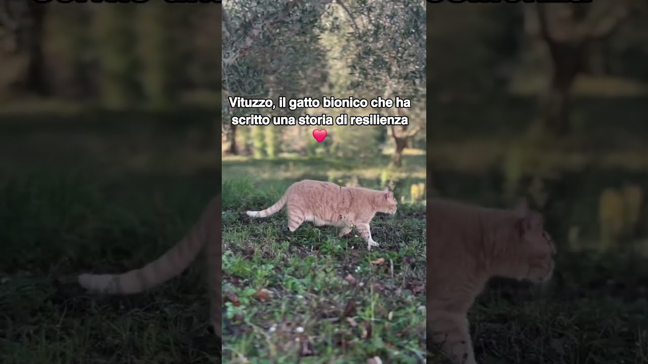 ♦️ 𝗩𝗶𝘁𝘂𝘇𝘇𝗼, 𝗶𝗹 𝗴𝗮𝘁𝘁𝗼 𝗯𝗶𝗼𝗻𝗶𝗰𝗼  