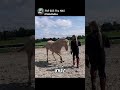 Một Trong Những Bộ Môn Đắt Đỏ Nhất Thế Giới 🏇 #sports #horse #pets