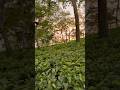 Assam Tea Garden Walking Tour 🍃 | Peaceful Green Hills &amp; Misty Views #nature #shorts
