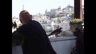 עורבים + 114