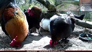 Join The Fun Live Chicken Feeding Extravaganza Feed Them Yourself For Free