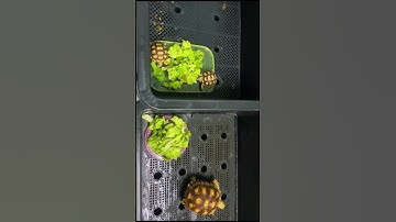 Nên cho rùa Sulcata ăn rau hay ăn hạt?