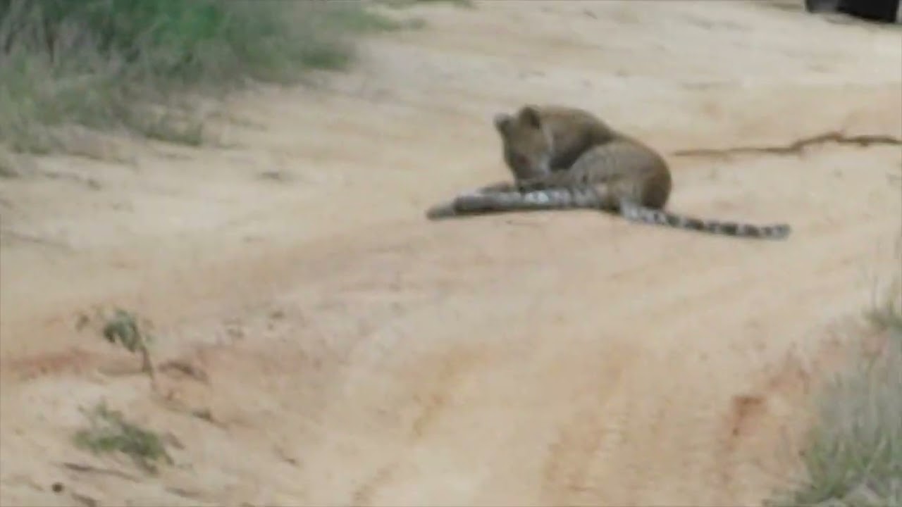 leopard cubs at Yala national park