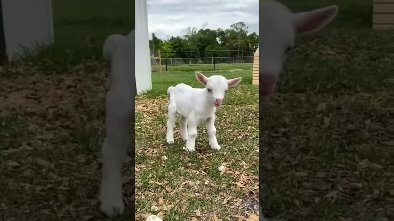 Cute Got voice || Got best sound || 