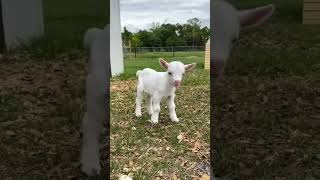 Cute Got Voice Got Best Sound