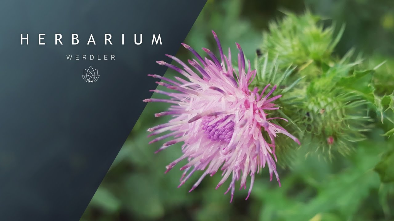 Carduus acanthoides - (Spiny plumeless thistle)